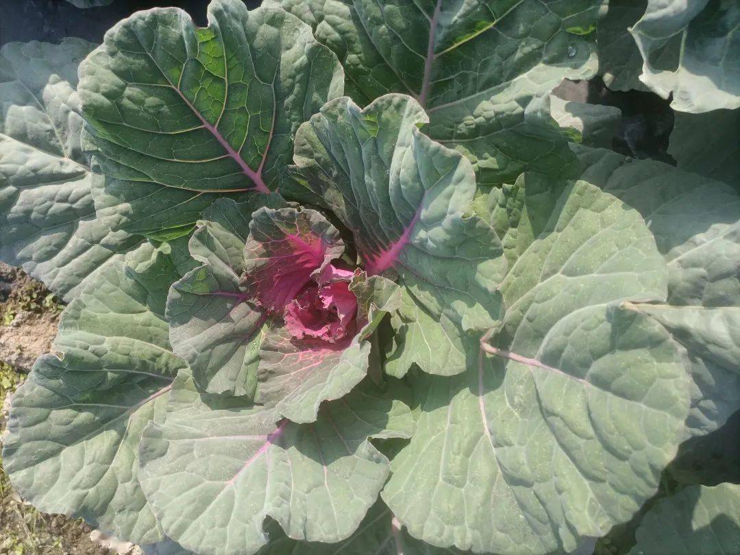 邹学校院士,徐家炳研究员,梁训义研究员等国家级育种专家为高级技术