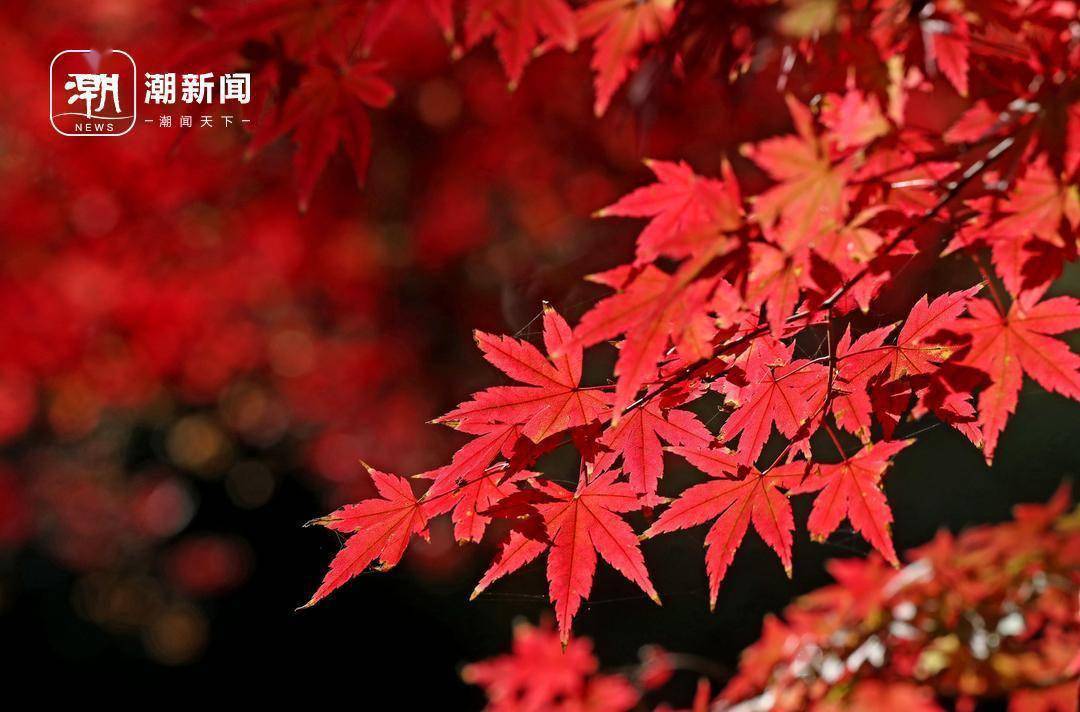 杭州花港观鱼 秋晚叶更红