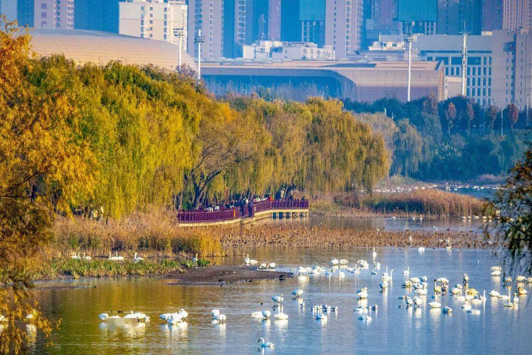 河南三门峡:天鹅湖畔看天鹅 冬季迎来旅游热_游客_湿地_气温