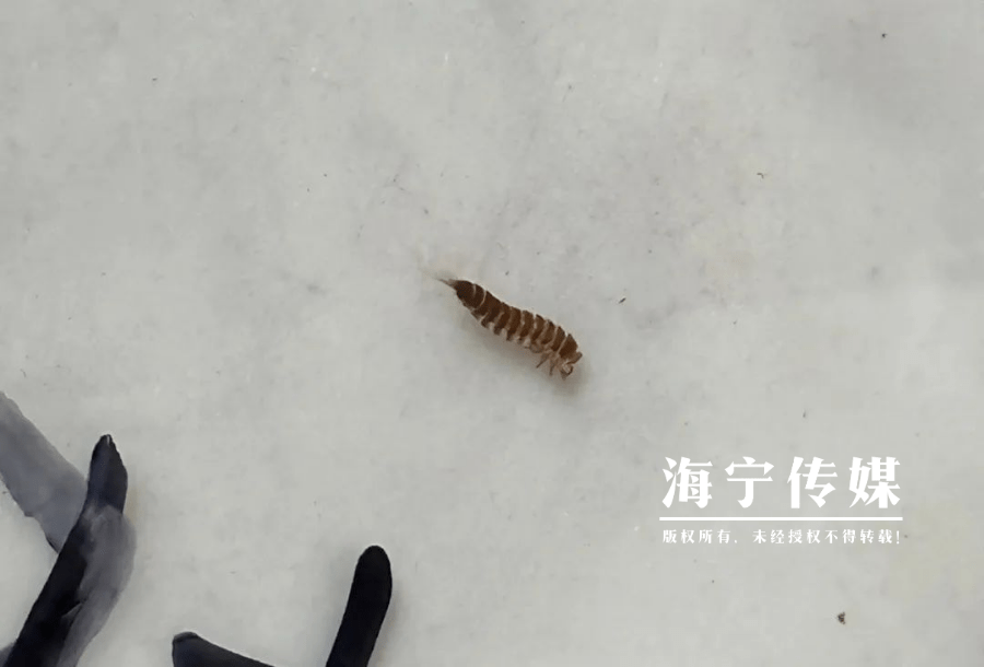 钩纹皮蠹虫图片