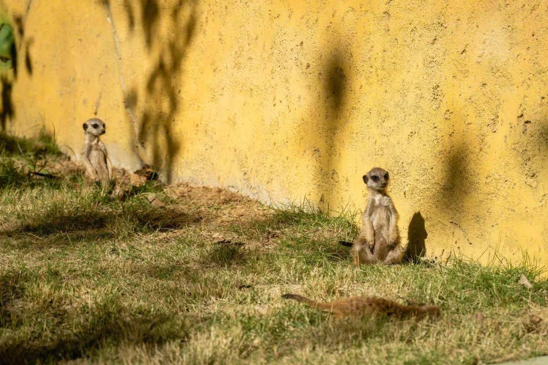 皖南野生动物园12月30日试营业_泾县_文化_主题