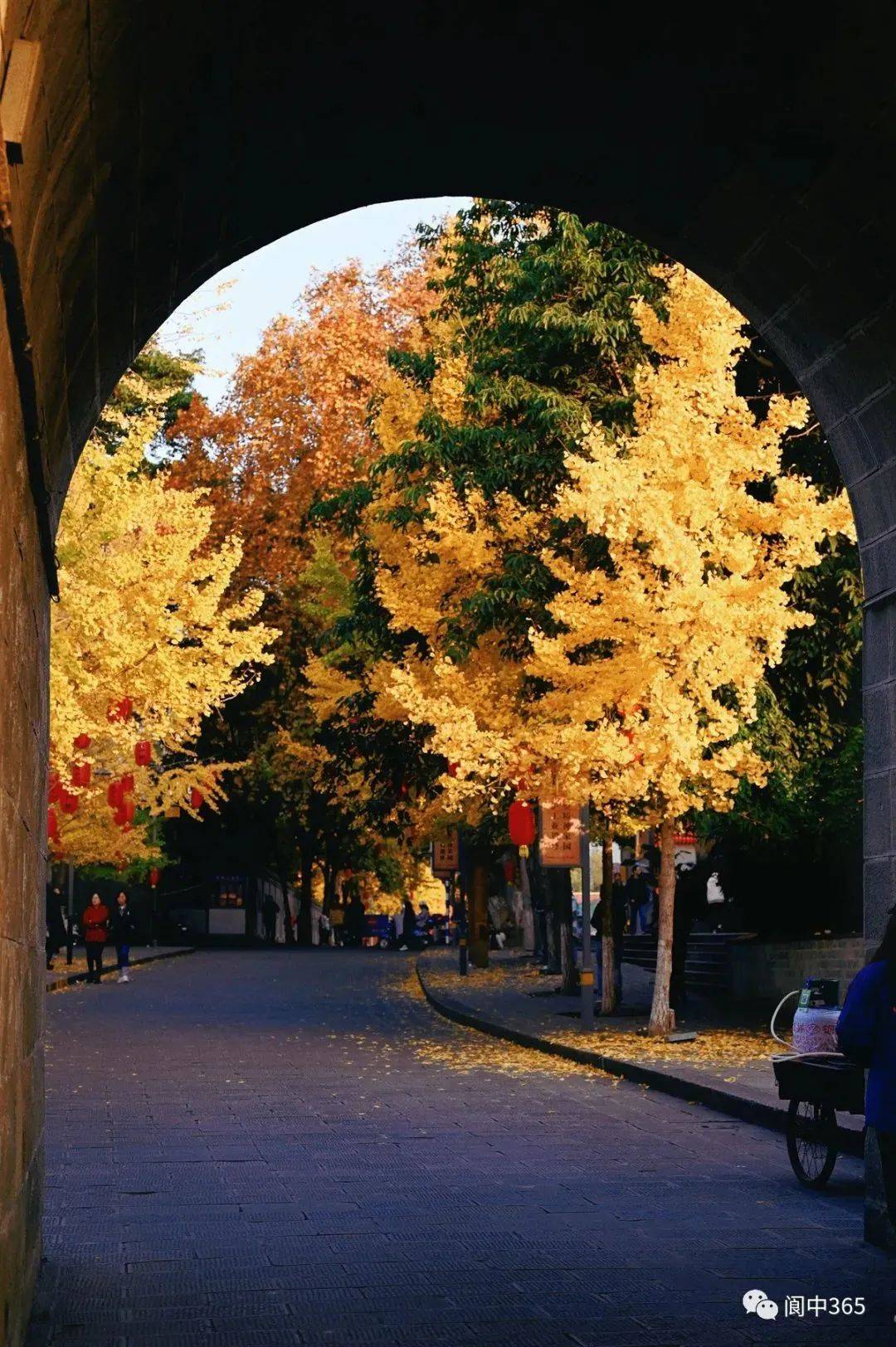黄向西来到了张飞庙外穿过古城阆中的银杏也开始变黄了天气渐凉(图片