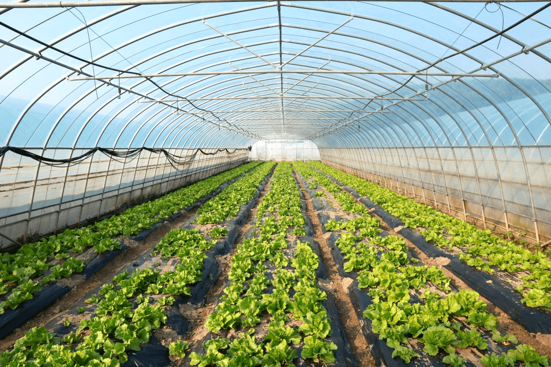 在外冈镇百蒂凯周泾蔬菜基地