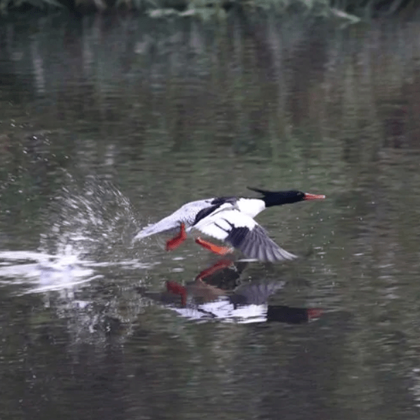 公園_溼地_鳥類