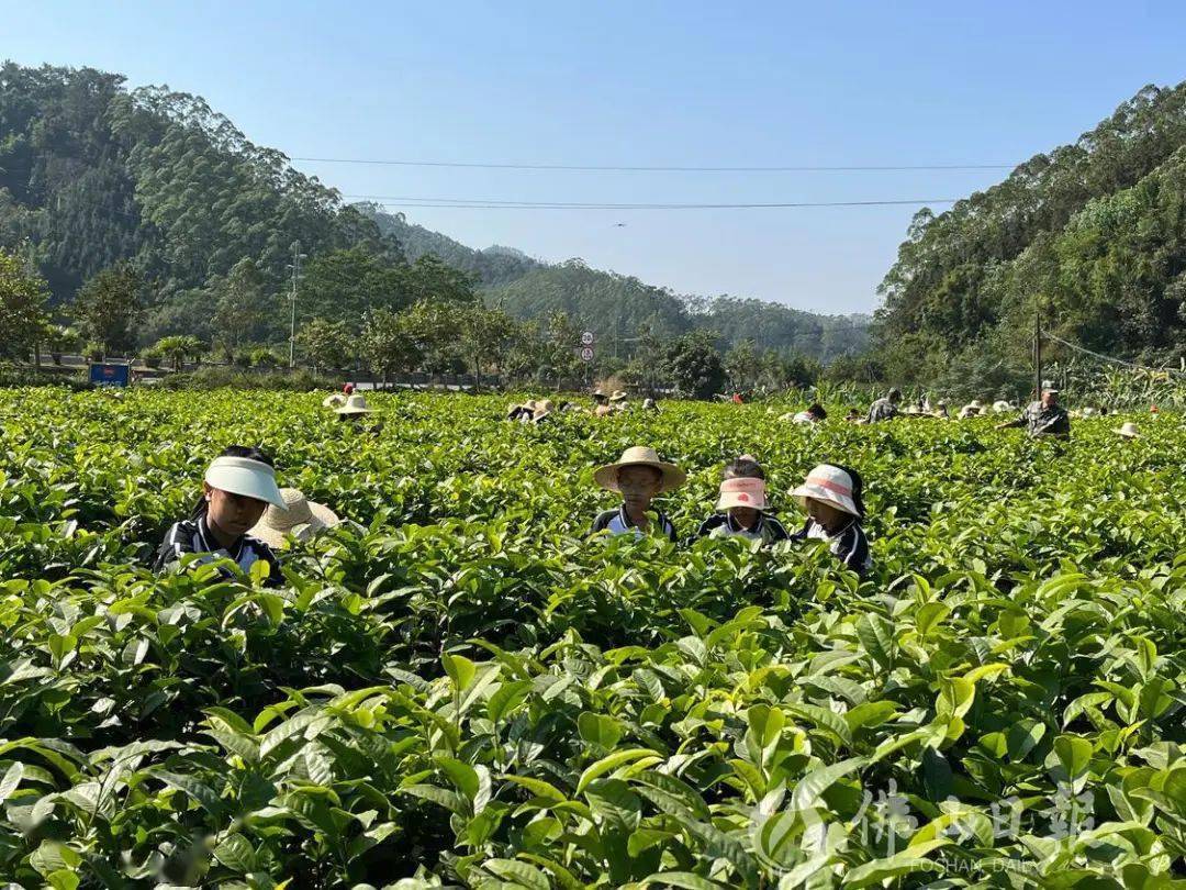 聚焦"百千万工程"丨更合白洞村:一杯清香"高明红", 一条产业振兴路