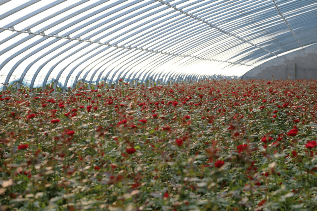 莒县招贤镇玫瑰花基地图片