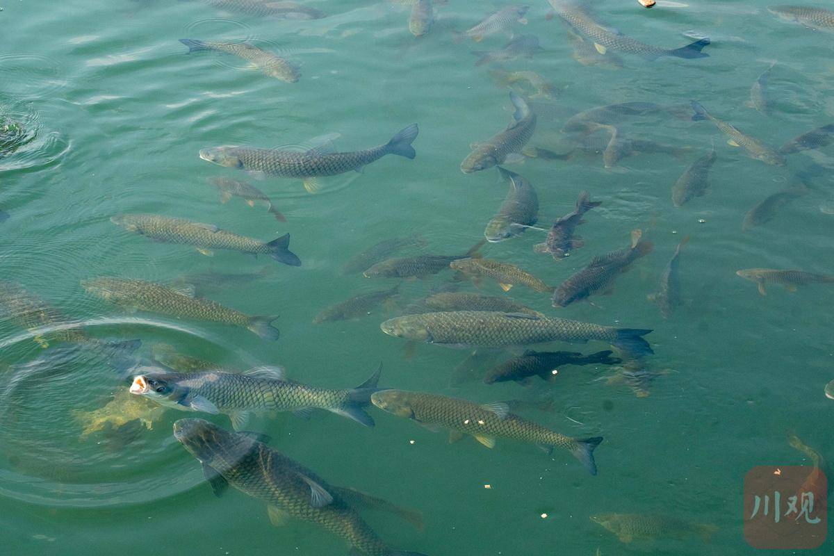 观城·宜宾丨长江野生鱼为何爆发增长,成为"观赏鱼"?_草鱼_鲤鱼_市民