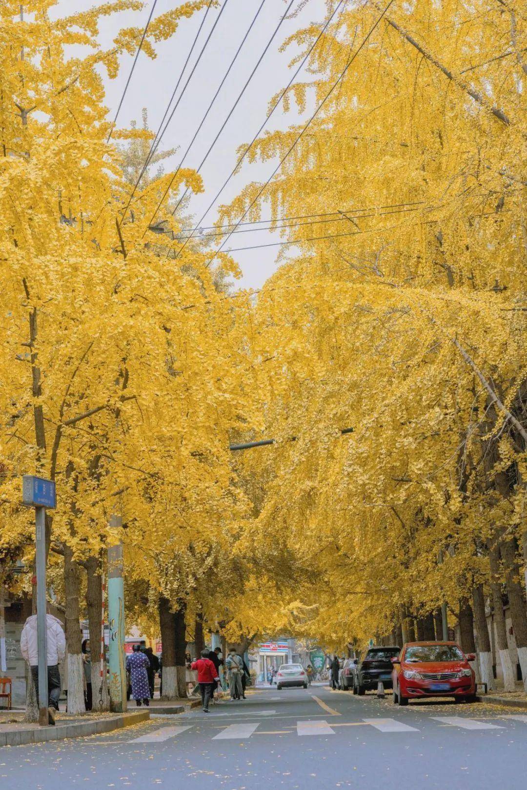 终于黄了~快去成都这9个地方免费看银杏 别跑远啦