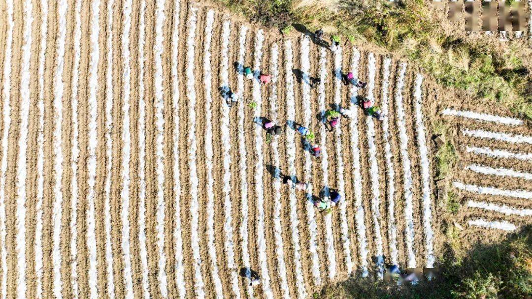 织金县猫场镇:推广特色产业轮作 助力乡村振兴_短平快_种植_土地