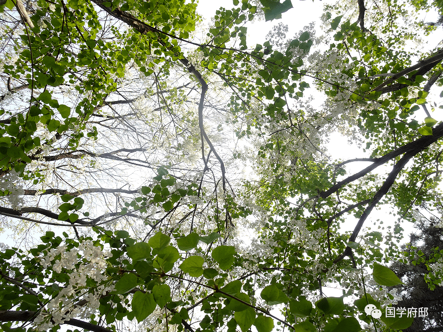 李白_青山_田園