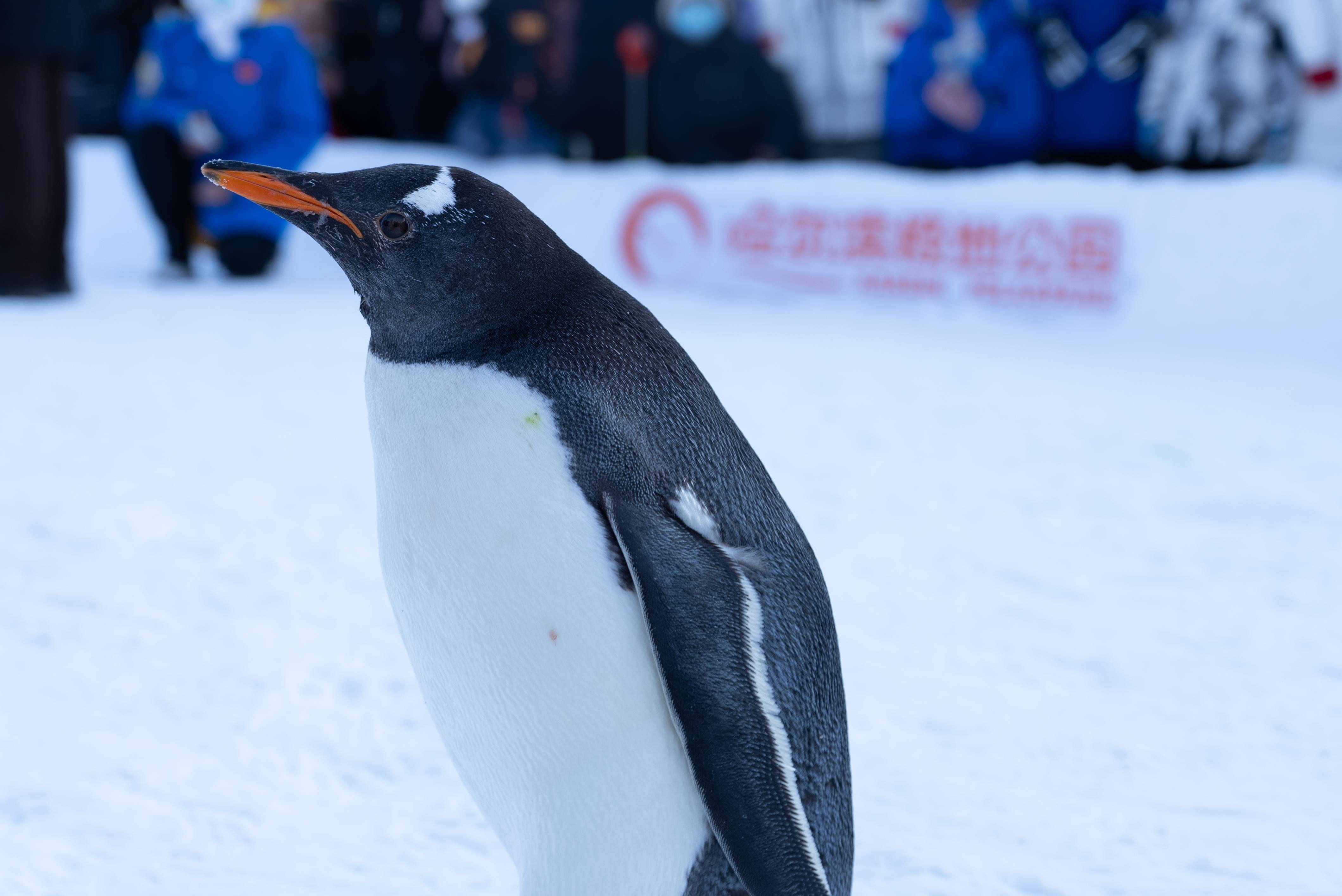 (社会)冰城哈尔滨:企鹅冰雪巡游引游客