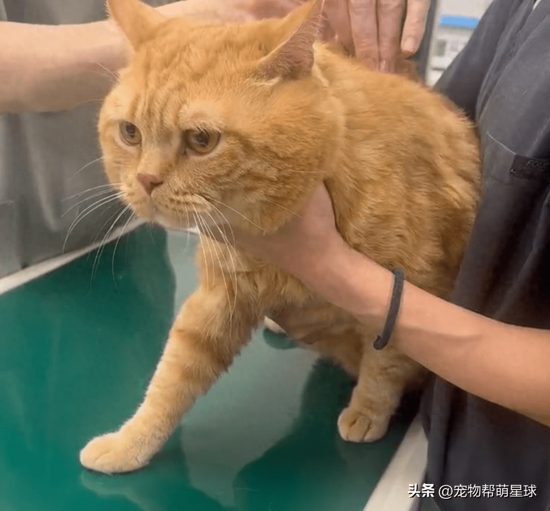 大胖橘被铲屎官带去打针,全程乖巧配合,只是这表情,太哀怨了!