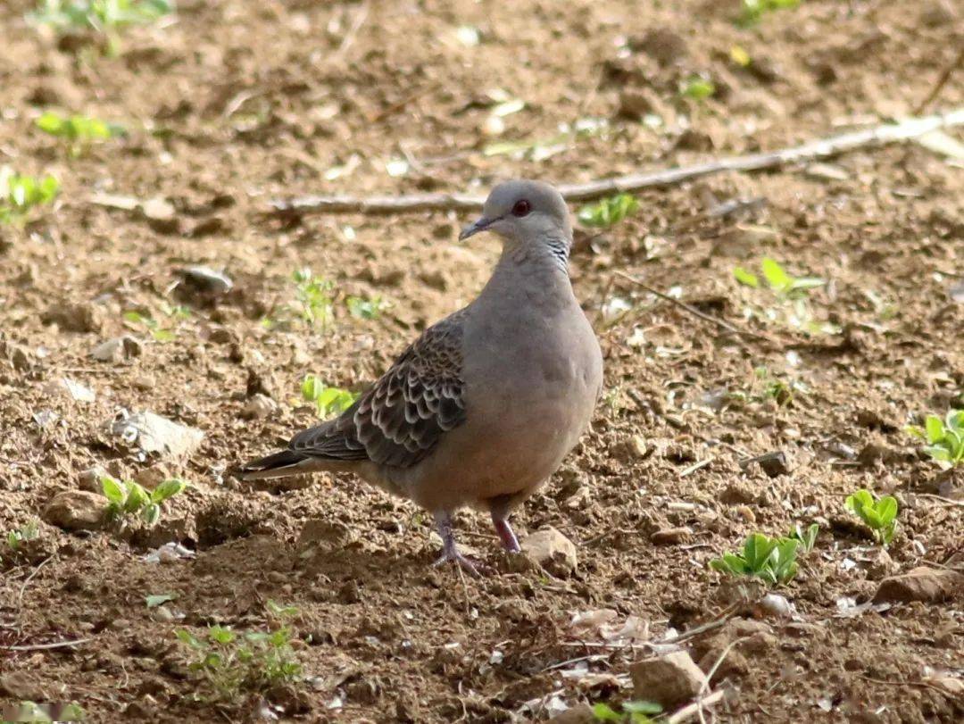 基于声纹的鸟类多样性智慧监测应用取得良好效果_江苏省_叫声_声音