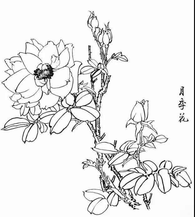 国画素材 | 一组白描花卉图谱