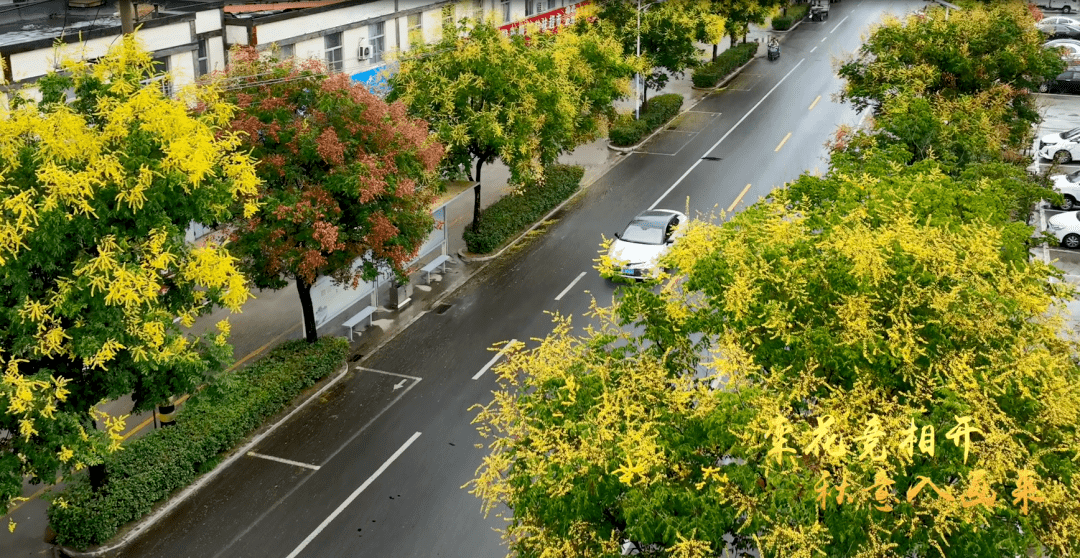 黄墩镇:精细化管理高品质,"绣"出城镇高颜值