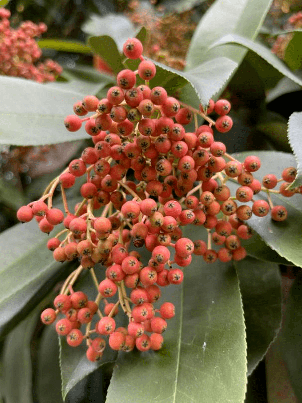 球花石楠果实图片