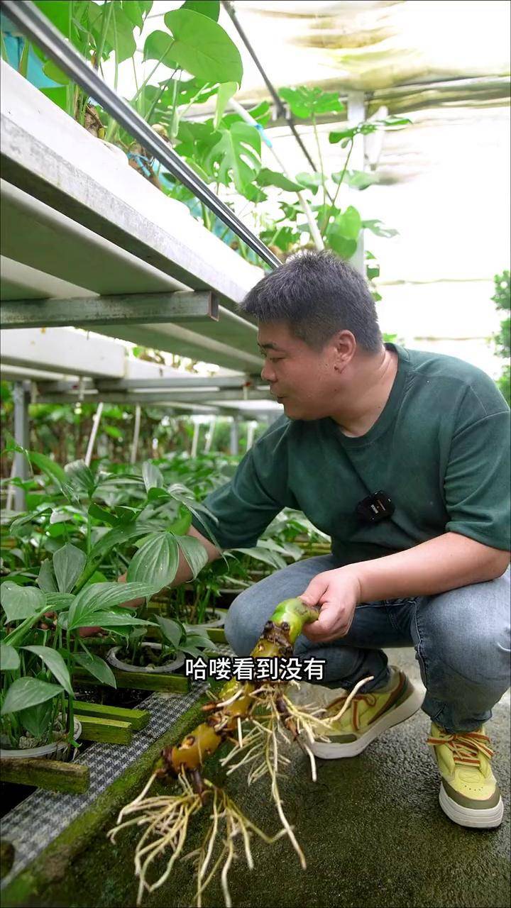 麒麟尾 水培 空气清新环境优美 又一批带龙边老桩的水培麒麟尾的可以