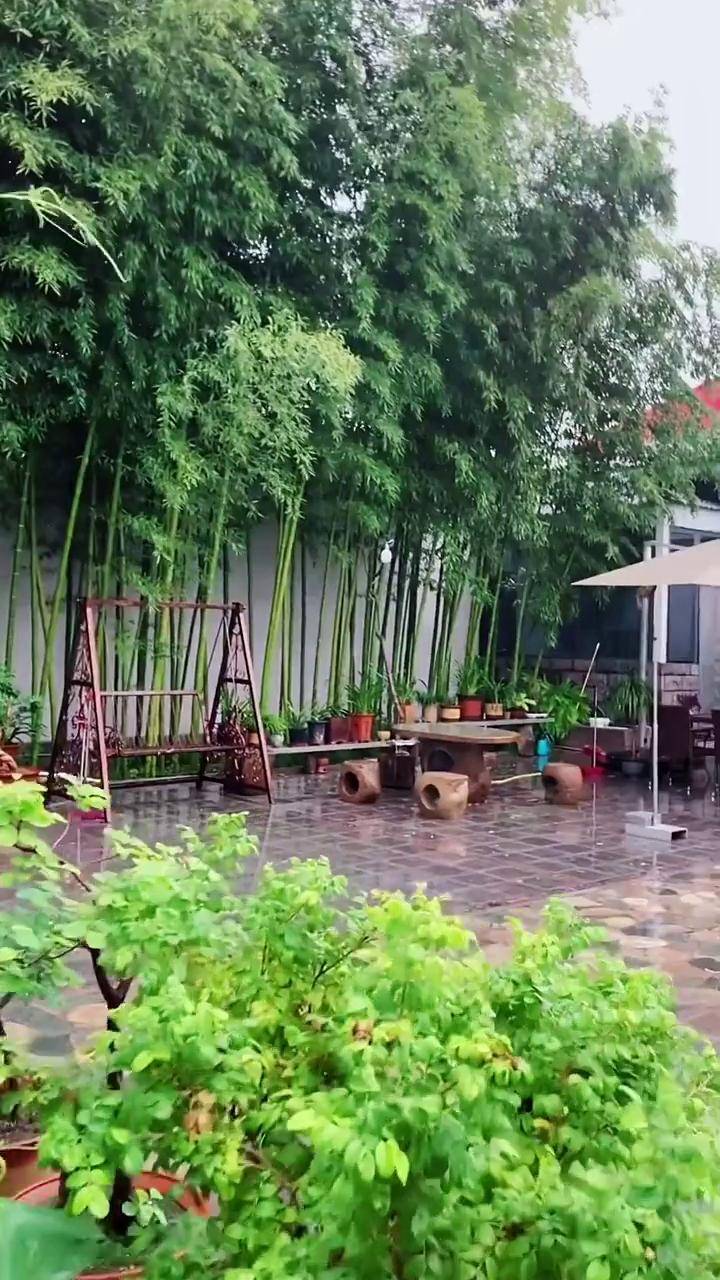 最美庭院风景竹小院花园围墙景观竹子耐寒四季常青 向往的院子 最美庭院 园林绿化 别墅庭院植物 诚信苗木人