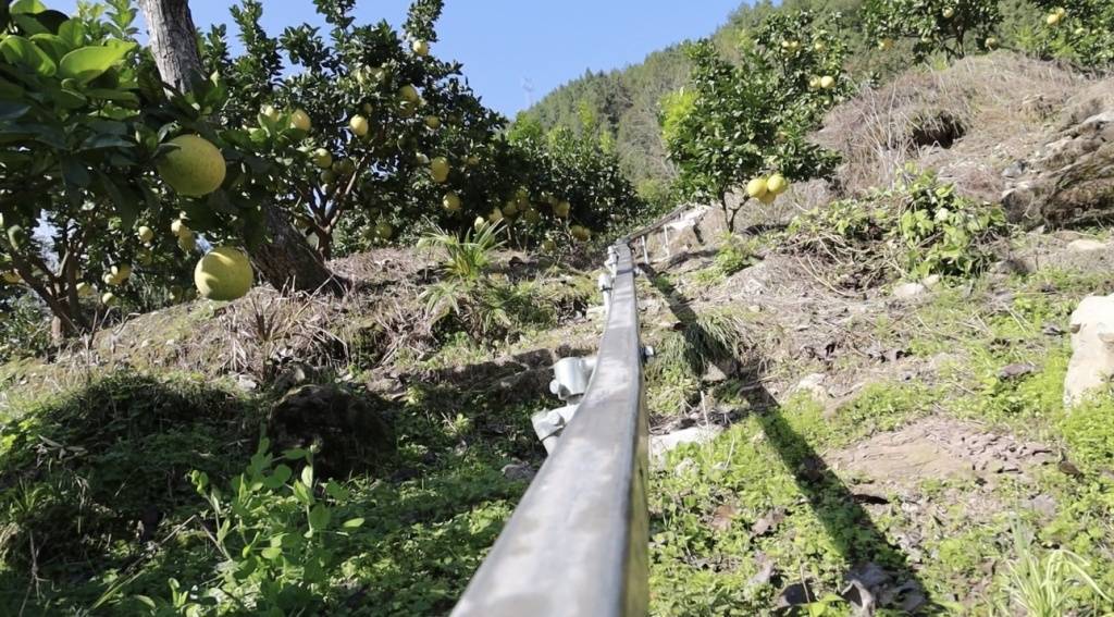 咸丰县朝阳寺镇:千余亩白柚迎来丰收季 乡村振兴路上柚香飘扬_柚子