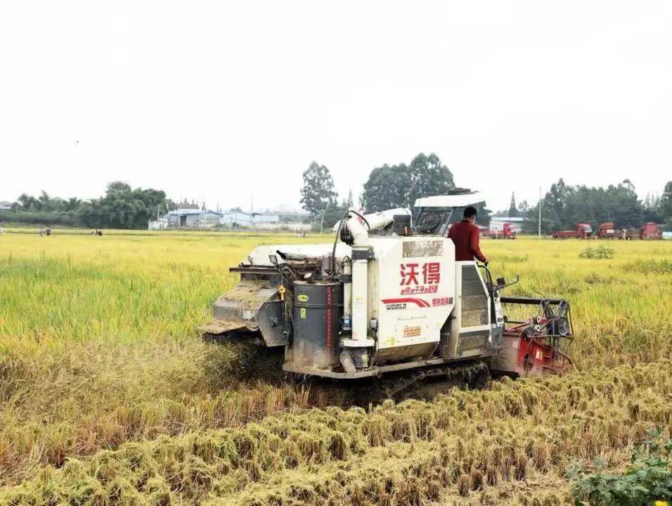 種植戶王天宇在園區內大規模種植了新品種c兩優絲苗,種植面積達到了