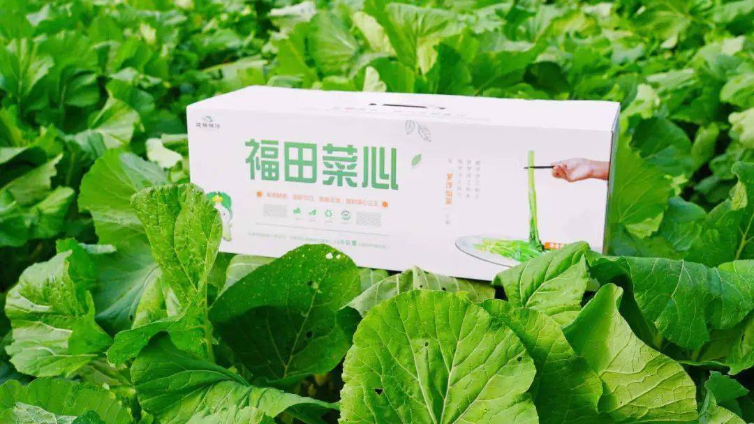 博罗青菜界的"顶流"来了!12月23日约定你……_福田_菜心_活动