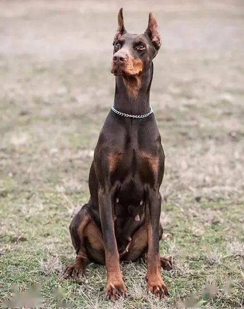 30,马林诺斯犬(马犬)belgianmalinois31,土耳其坎高犬kangaldog32