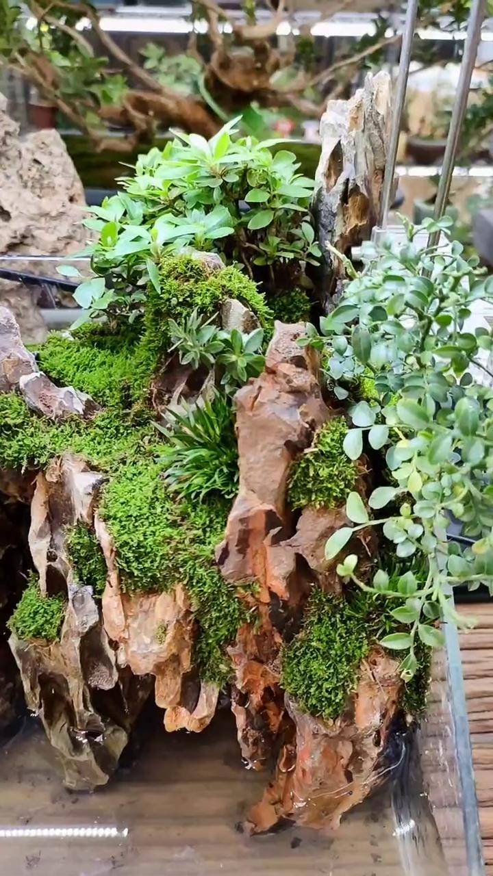 松皮石骨架鱼缸水陆缸造景假山苔藓30小鱼缸松皮石假山小景苔藓铺面
