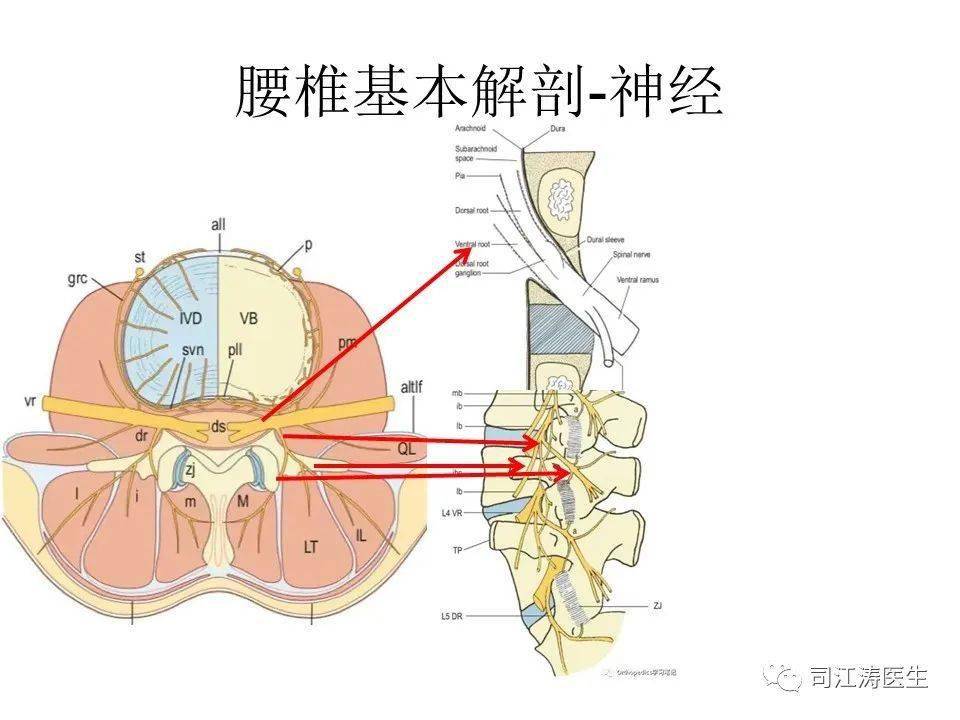 腰穿层次解剖图图片