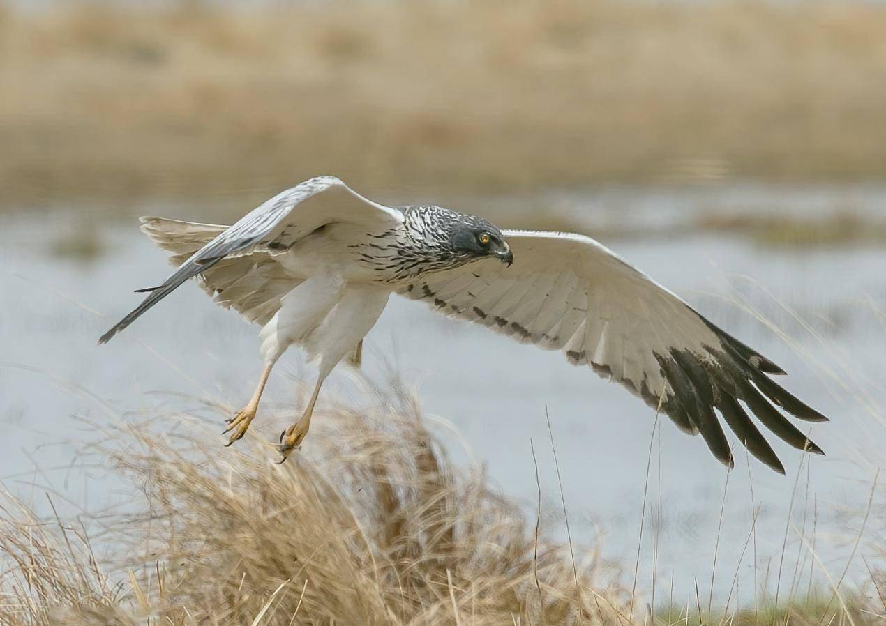 《说文解字》第757课:细说"鸷"字,它为啥有凶猛的意思?