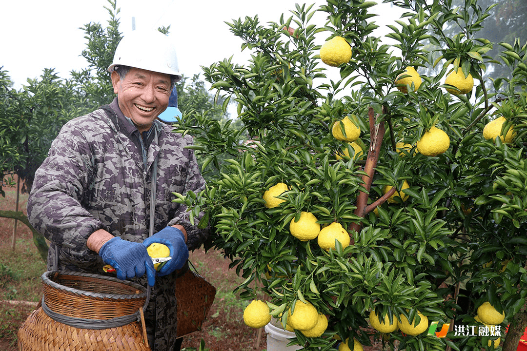 微洪江丨【聚焦乡村振兴】黄金贡柚丰收上市_柑橘_种植户_经济效益