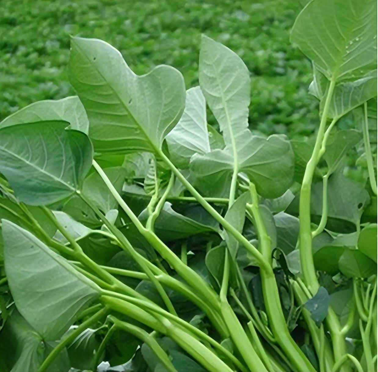 冬季大棚反季节种植空心菜