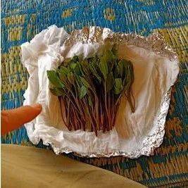 一分钟了解:恰特草