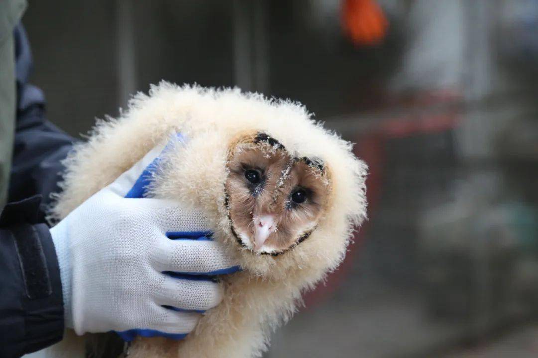 秋冬季护鸟爱鸟专项志愿服务|"猴面鹰"救护记_池州市_幼鸟_汪湜