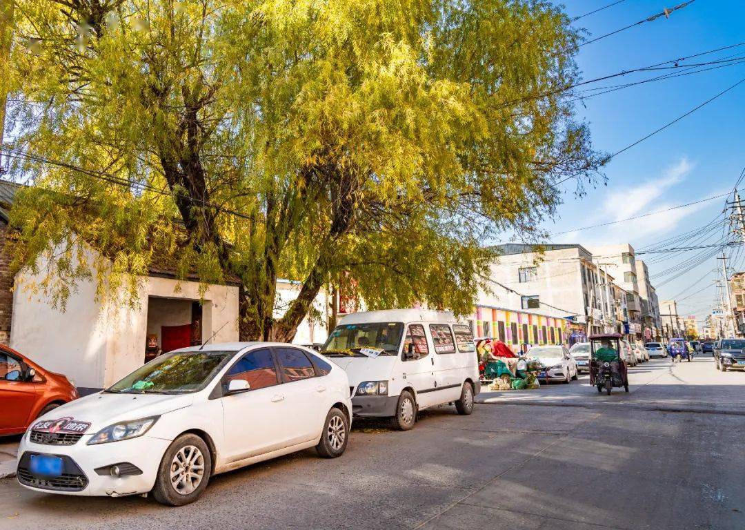 内黄古树——西关大柳树_变迁_见证_历史