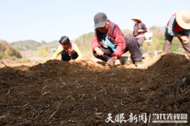 绥阳县伞水村"乡贤 产业"发展致富"参"生不息_种植_太子参_村民