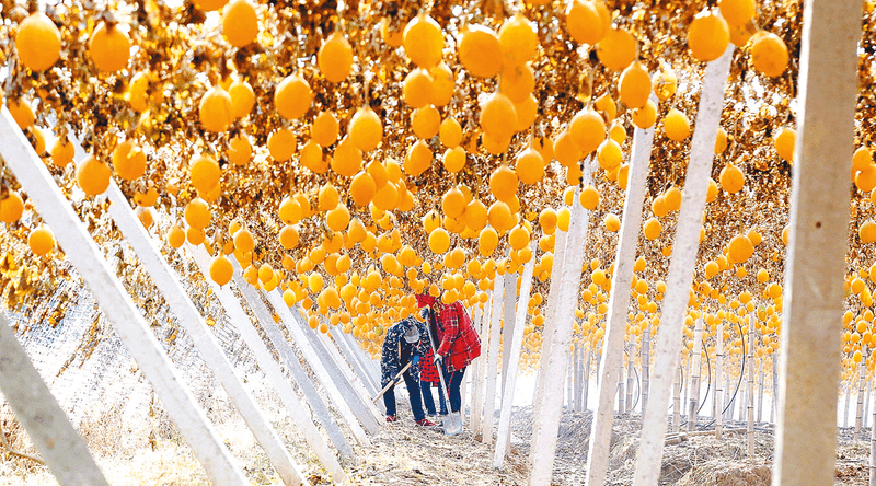 驻马店市新蔡县宋岗乡:产业振兴谋发展 特色种植促增收