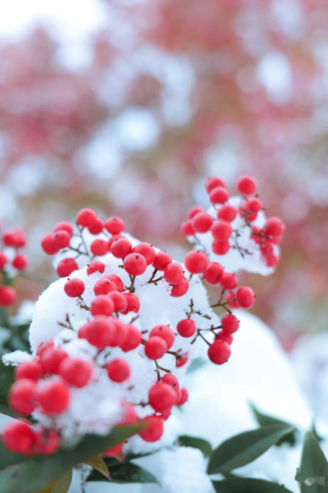 看雪景要做好保暖同时雪天路滑游玩时一定要注意安全