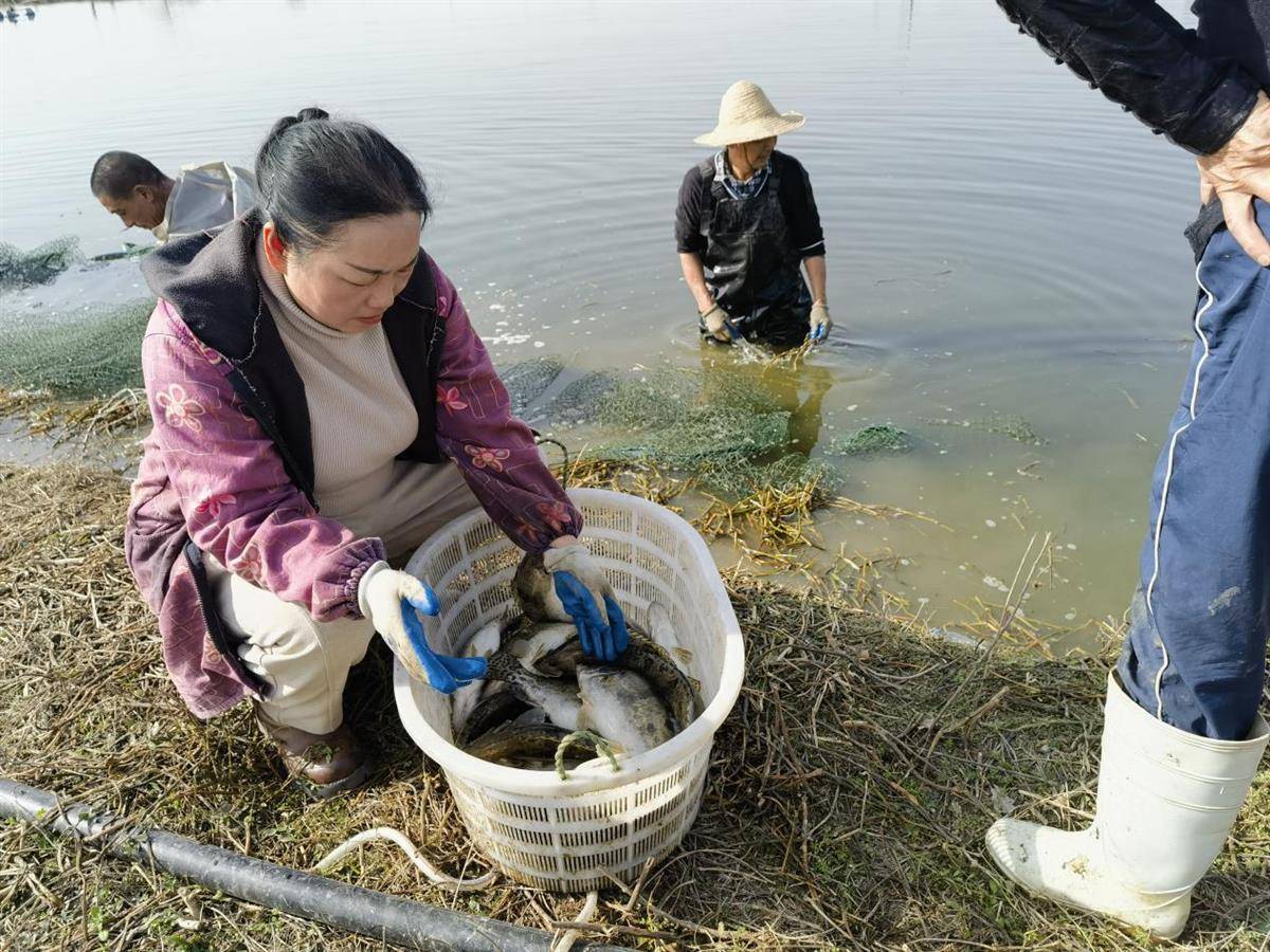 鳜鱼不“贵”!“百日鳜”游上市民餐桌_周益芬_养殖_新洲区