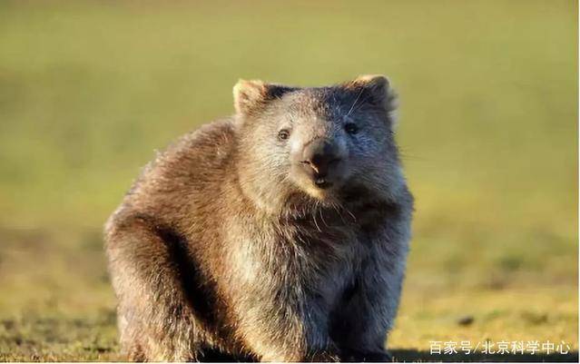 纯天然方块便便,我还以为有人偷偷捏了捏……_粪便_塔斯马尼亚_方形