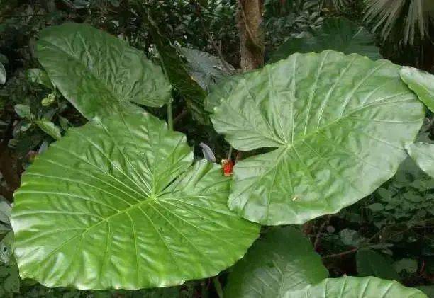 绣花针种植方法图片