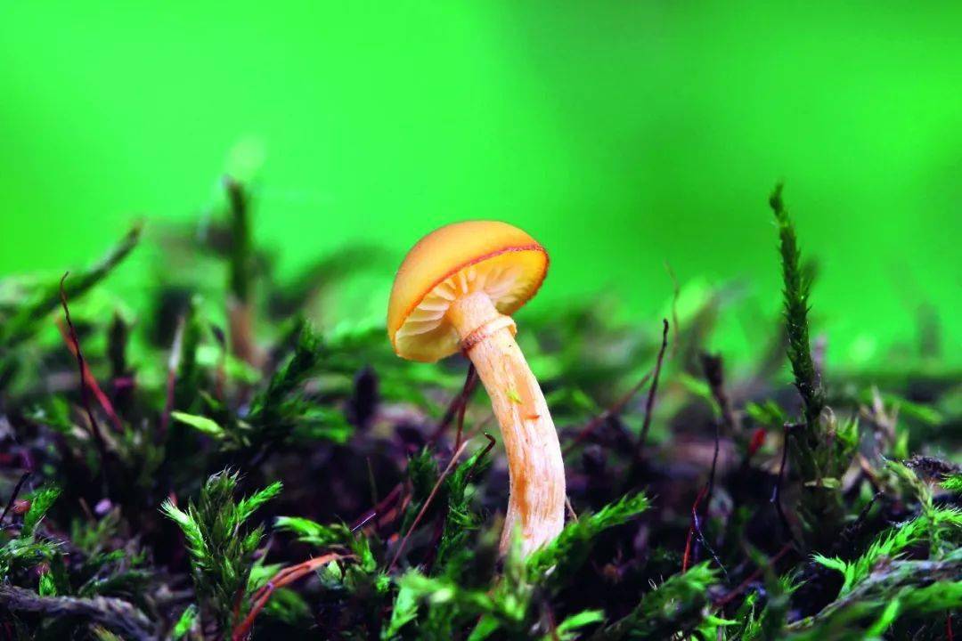 上图:外表普通的盔孢伞,致命下图:色彩鲜艳的橙盖鹅膏,无毒图