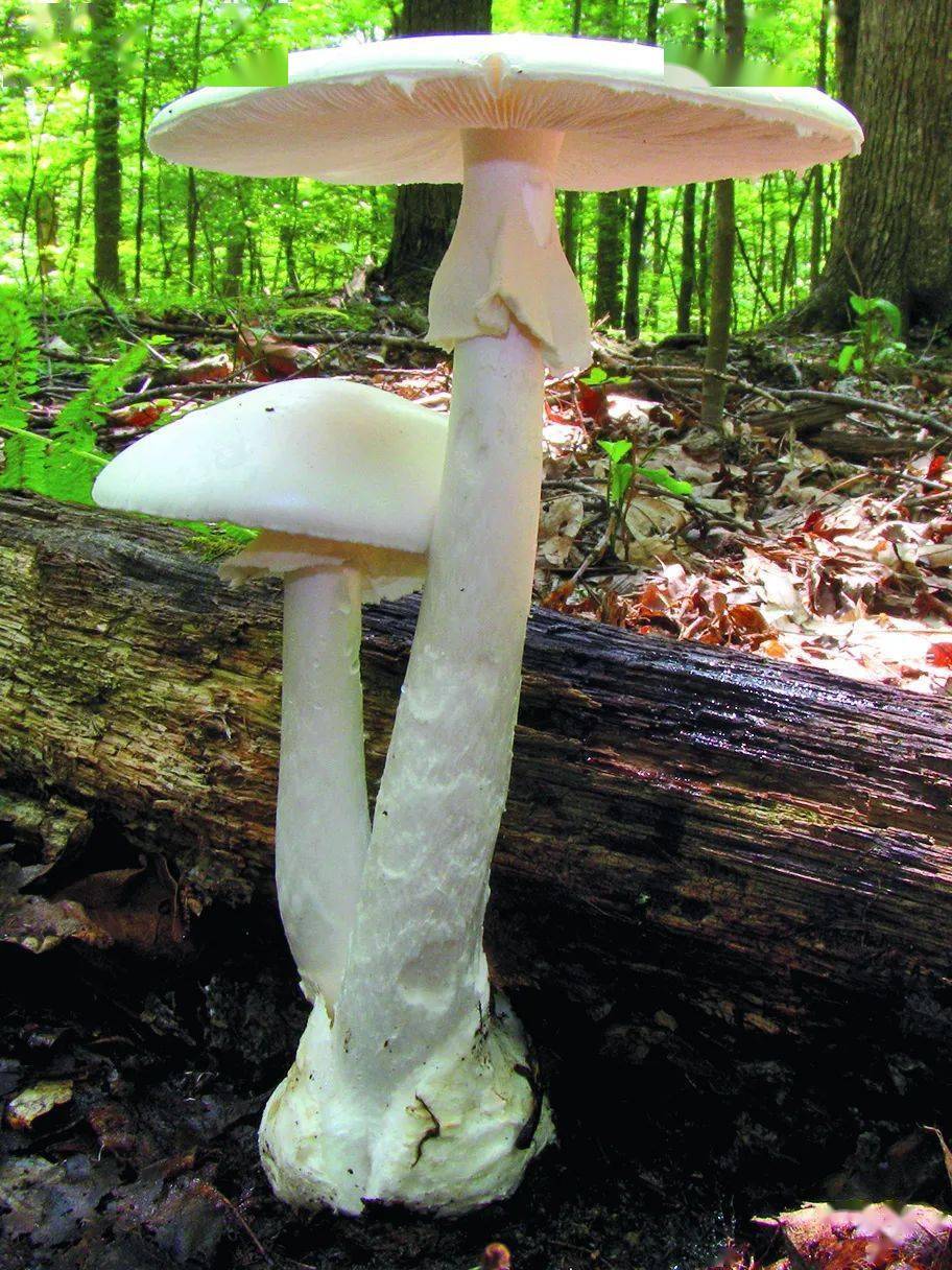 真菌_羊肚菌_栽培