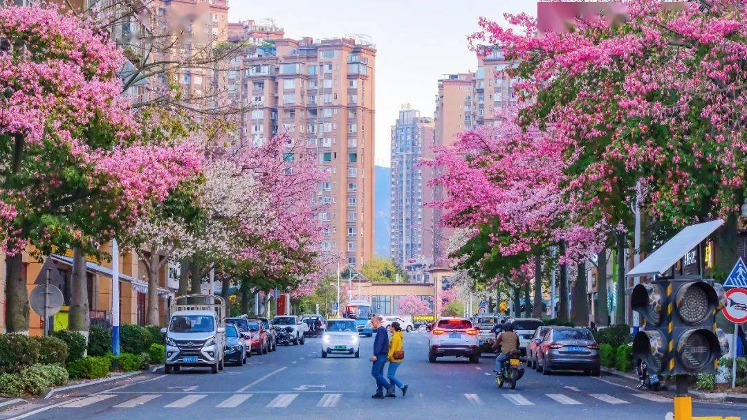 高清美图|攀枝花的粉色冬天 美cry!_幸福东区_青年_内容