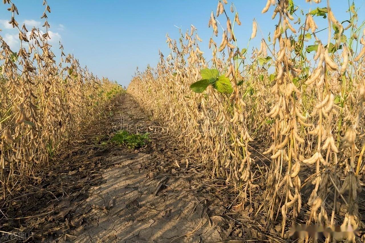 新疆春大豆膜下滴灌高产栽培技术