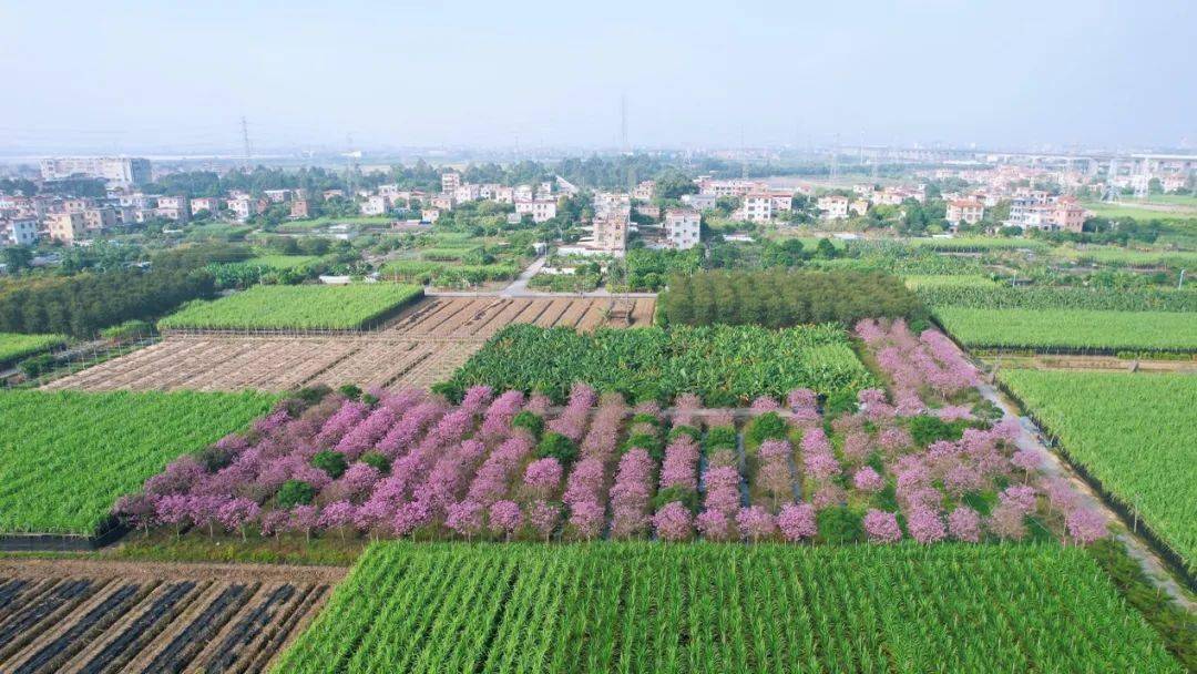 南沙東涌這幾個地方都可以欣賞紫花風鈴木花海!_開花_天氣_來源