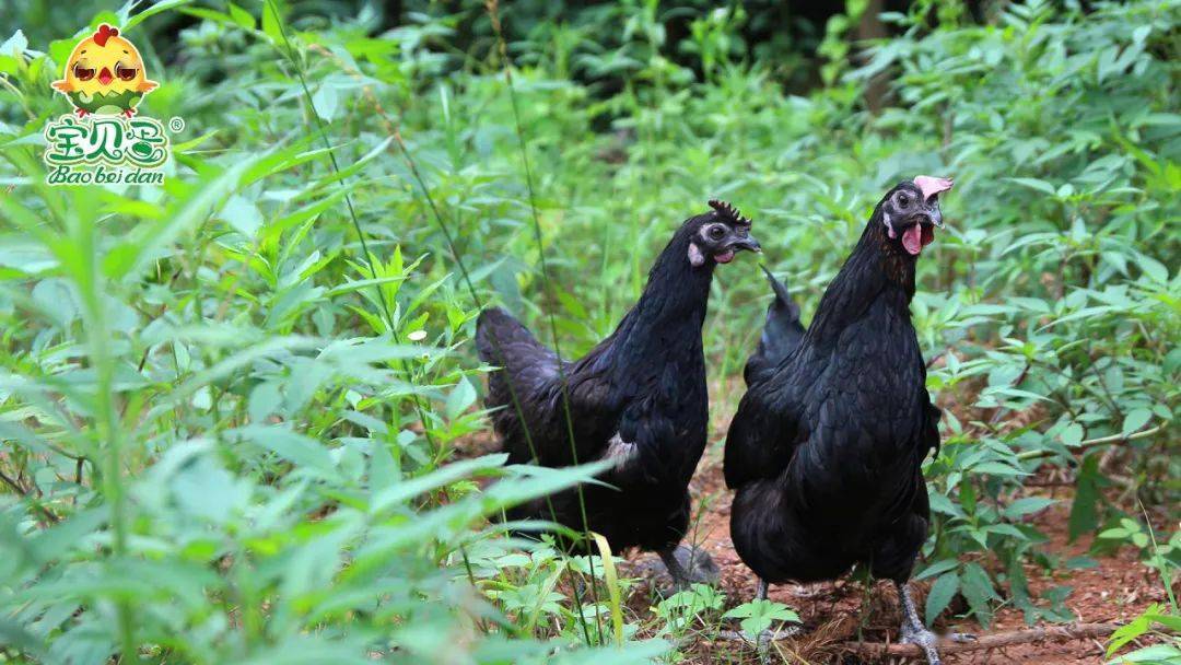 什么样的"宝贝蛋"最安全?曾珊在萍乡找到了答案:"富硒富锌鸡蛋!