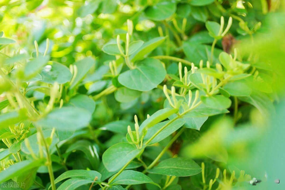 揭秘山銀花幼齡期快速豐產的秘密!_金銀花_秀山縣_種植