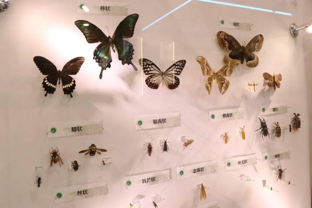 北京新增一昆虫博物馆,标本量全国第二!
