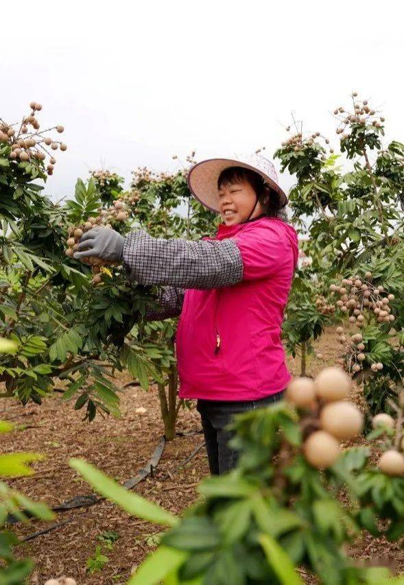 由於樹枝常年修剪,龍眼樹並不高大,採摘極其方便,入園採摘價格與市場