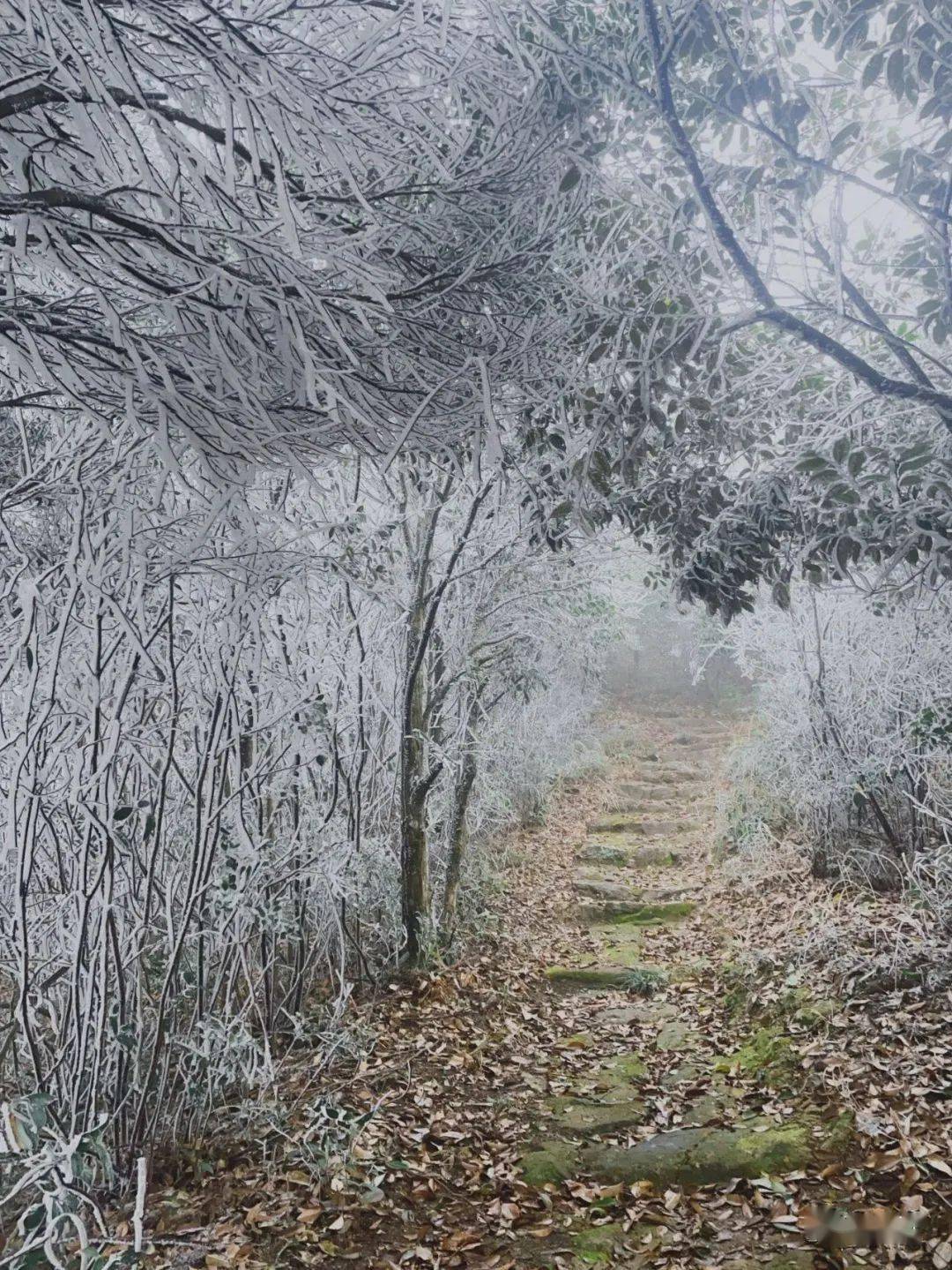 武夷山下雪了图片